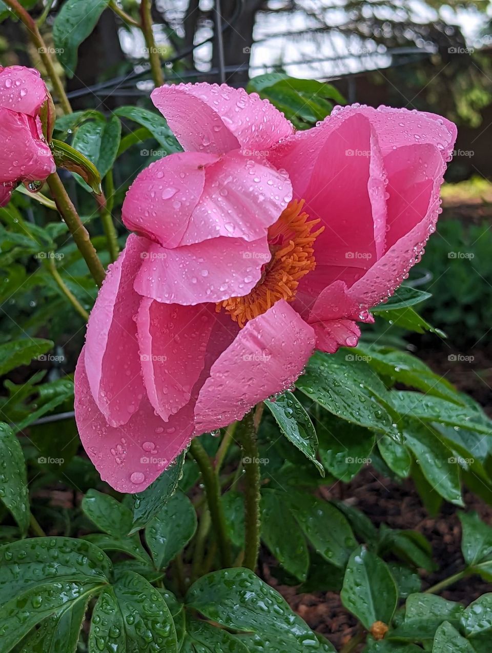 Peony in Bloom