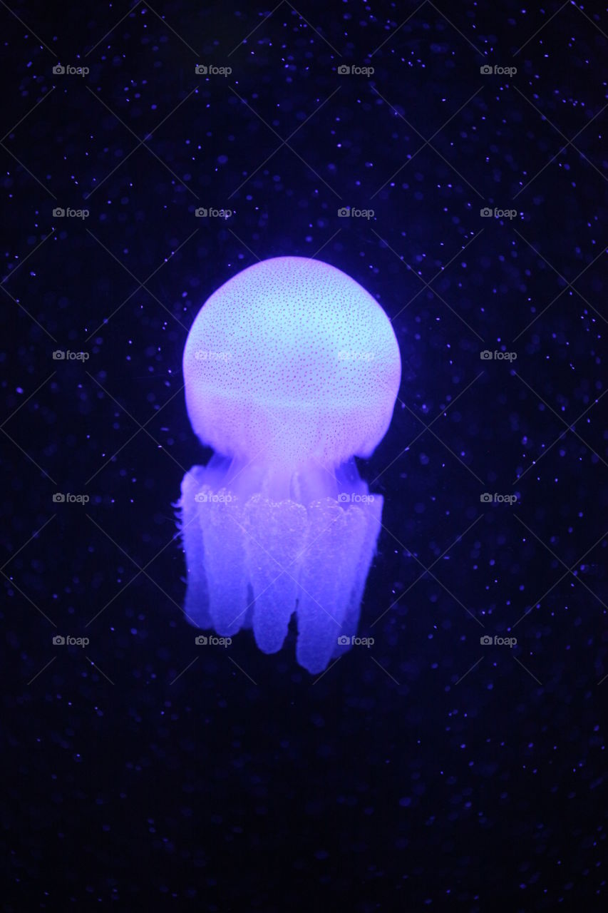 Jellyfish