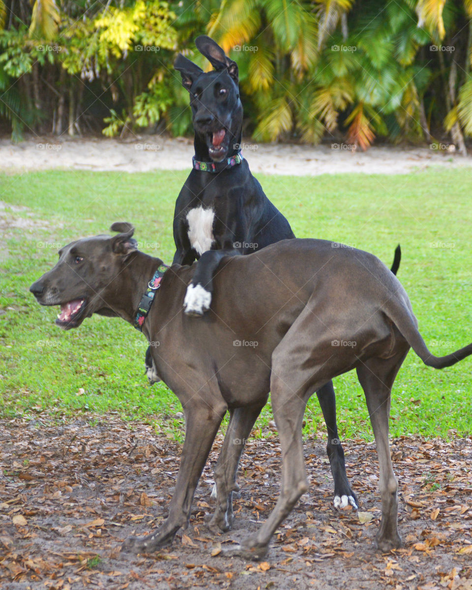 Getting crazy!. My 2 Great Danes horsing around in the backyard. 