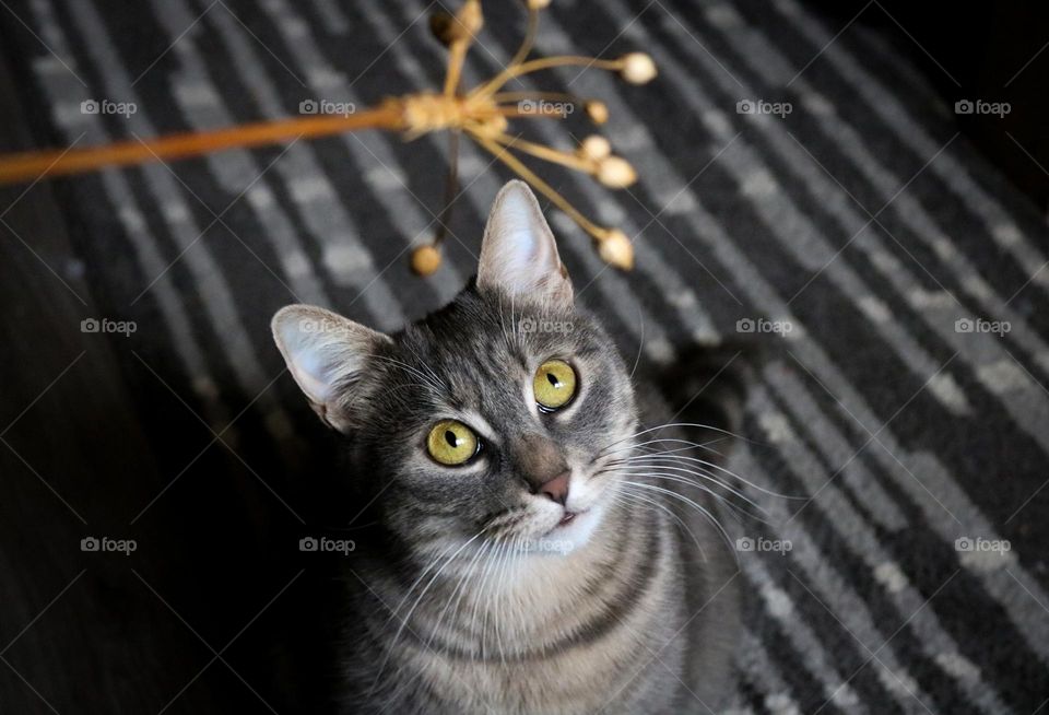 Tabby cat