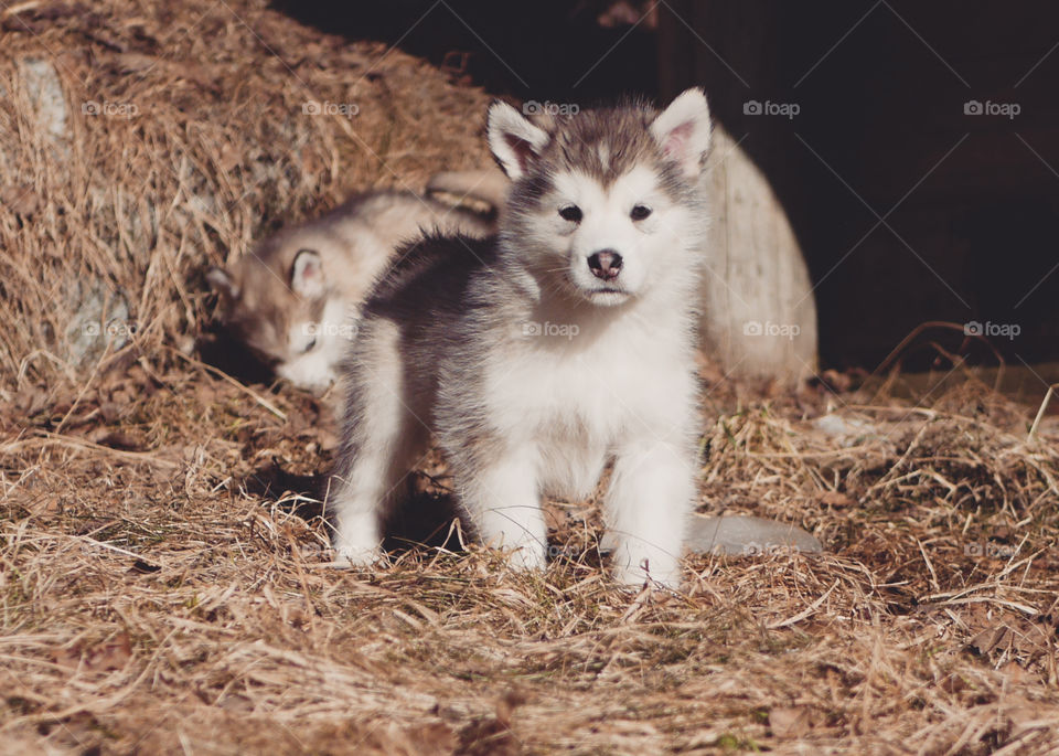 Adorable curios Alaskan Malamute puppy looking in to the camera at the barn in the hay