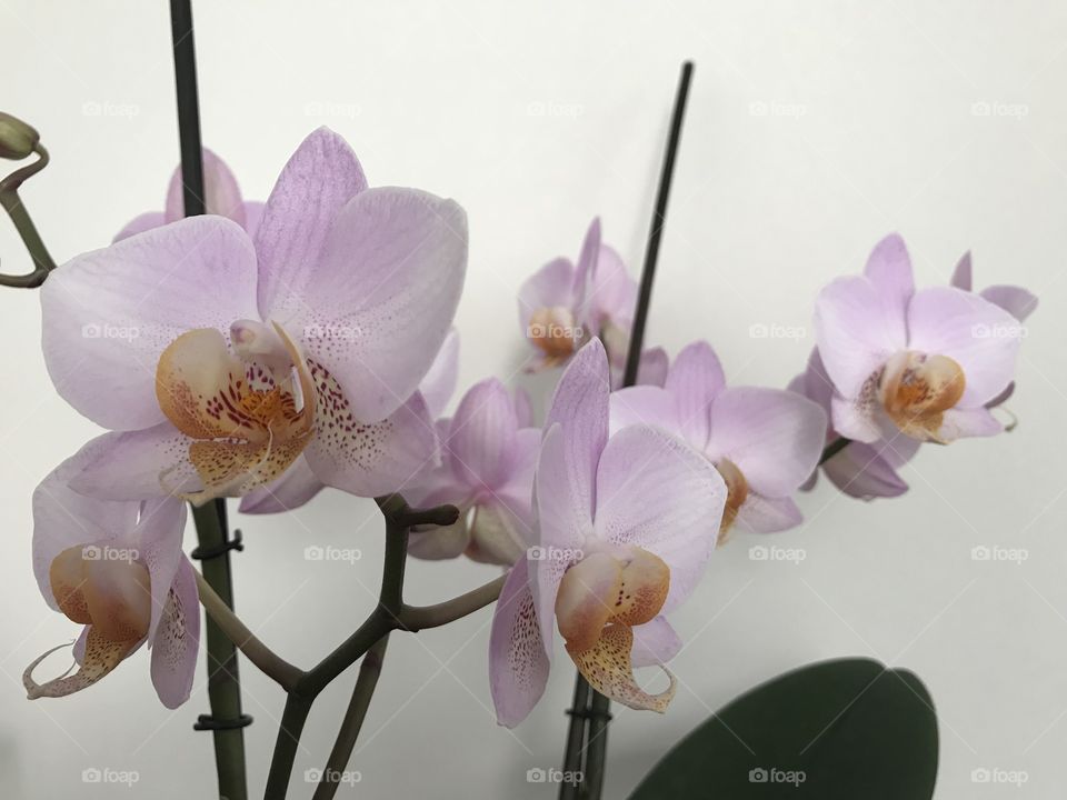 My blooming orchids 