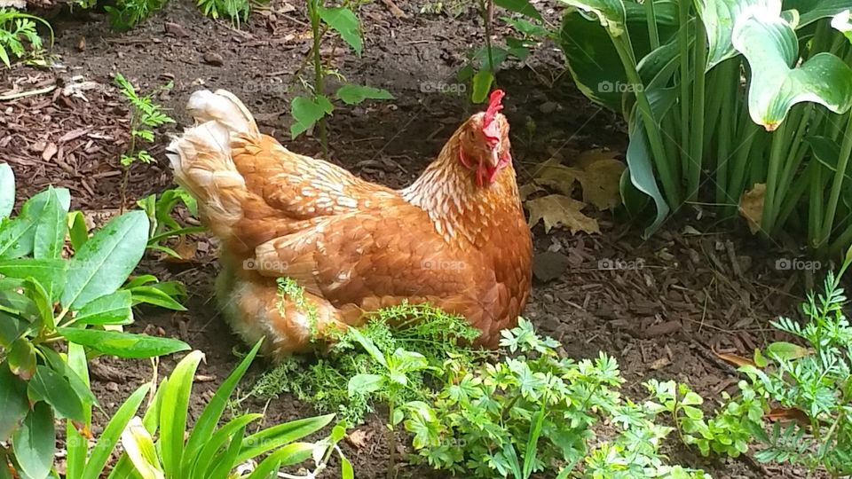Chicken in the Garden
