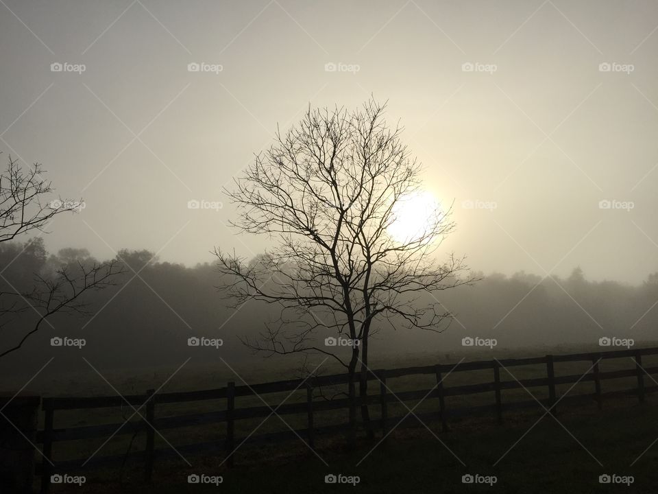 Fog, Dawn, Sunset, Mist, Landscape