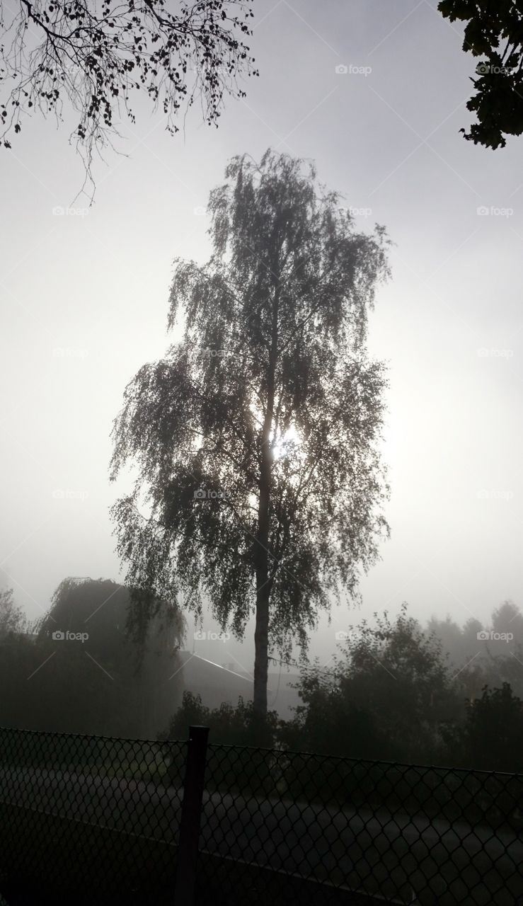A tree a foggy morning. A tree on a foggy morning