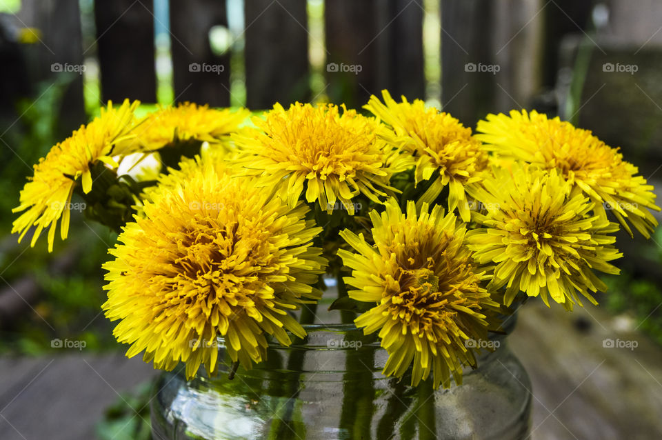 One of the symbols of the blooming spring are cheerful yellow dandelions. These flowers scatter on the grass like bright sparks of the molten sun, cover glades and lawns with a golden carpet and fill the heart with quiet, serene joy