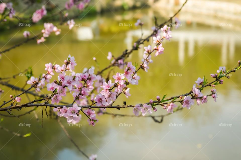 Beautiful peach blossom in spring.