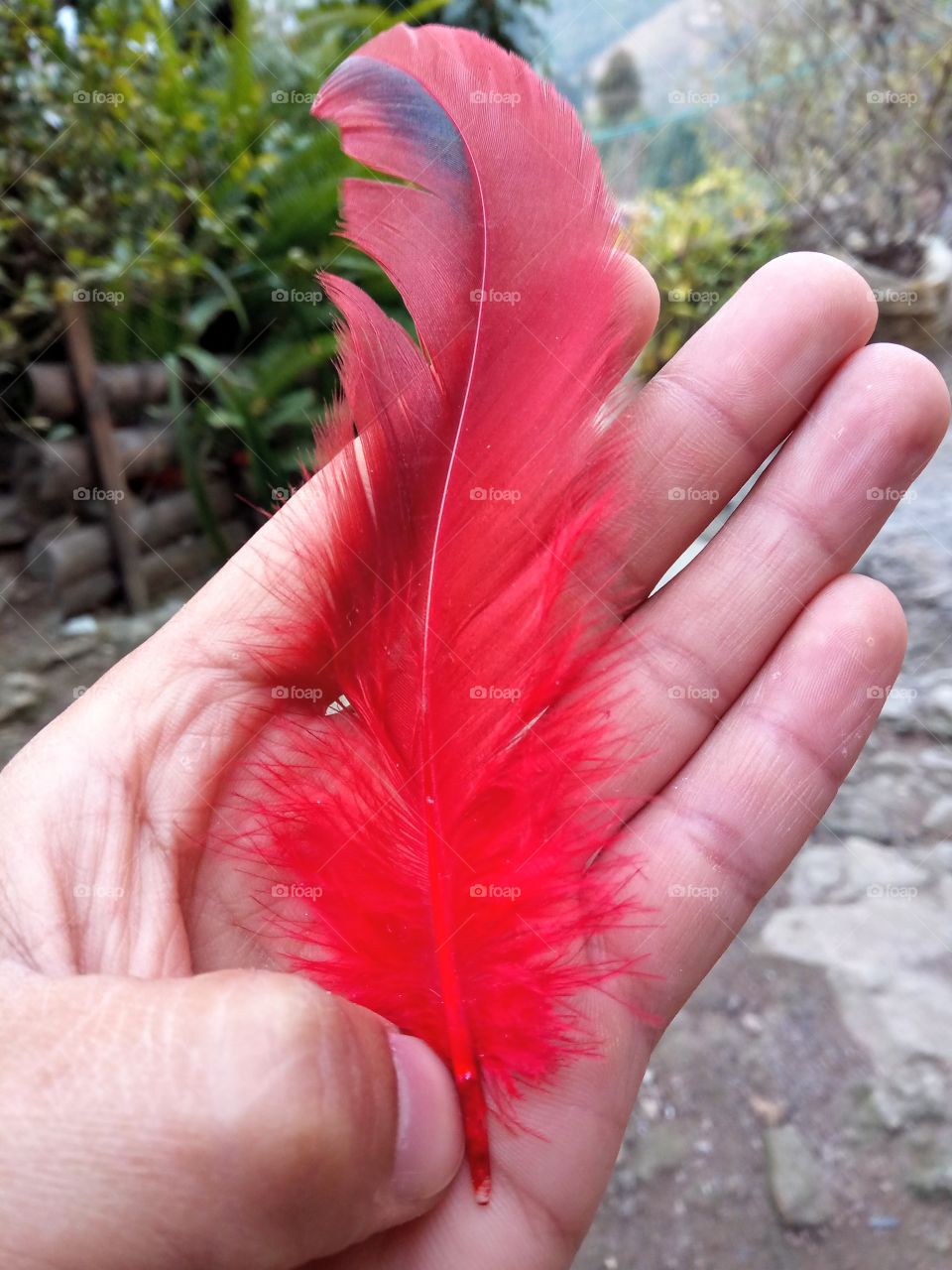 feath