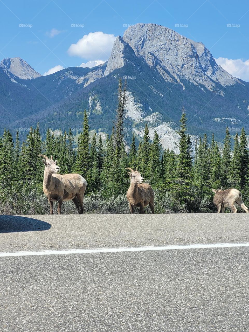 scenic, beautiful nature, mountain,  waterfall, mountain goat
