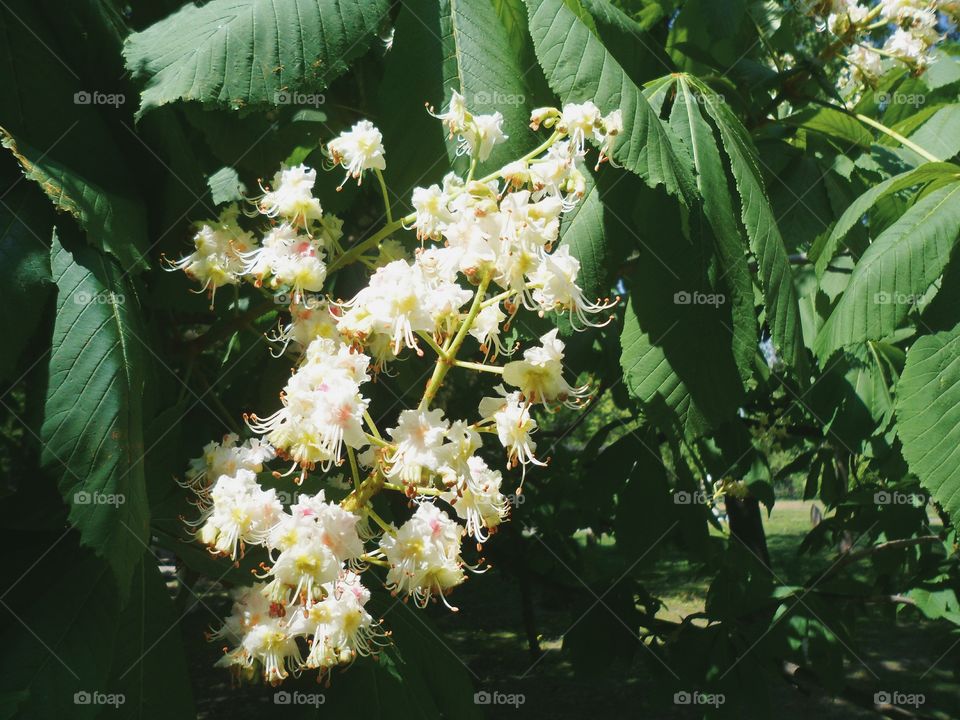 Chestnuts blossom in Kiev