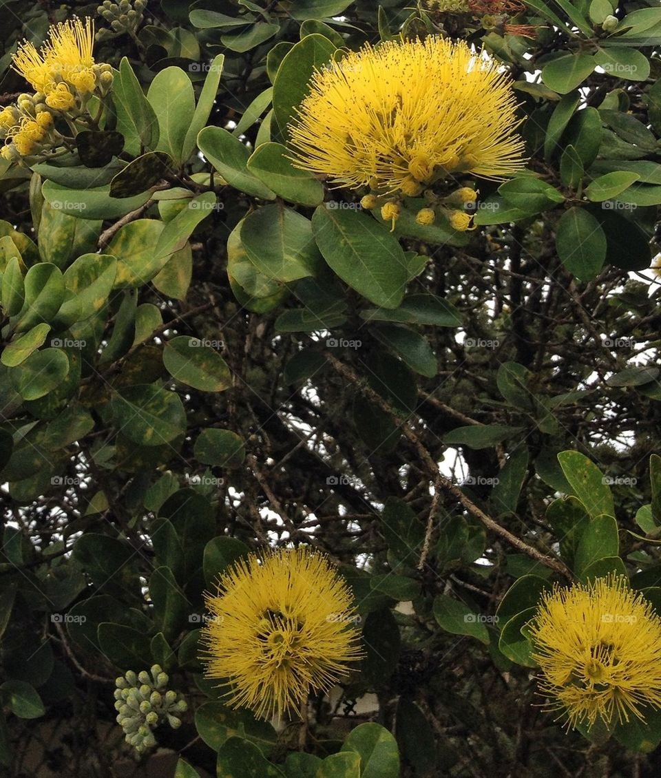yellow ohia