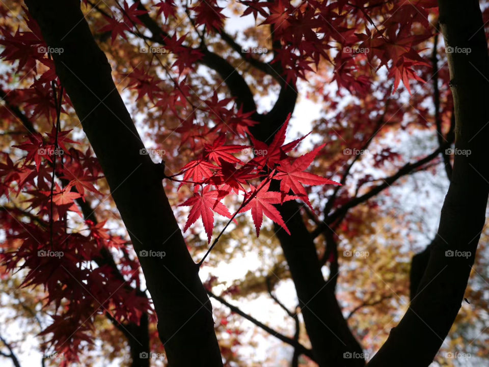 Red!!! Red!!! Red!!!! 🍁