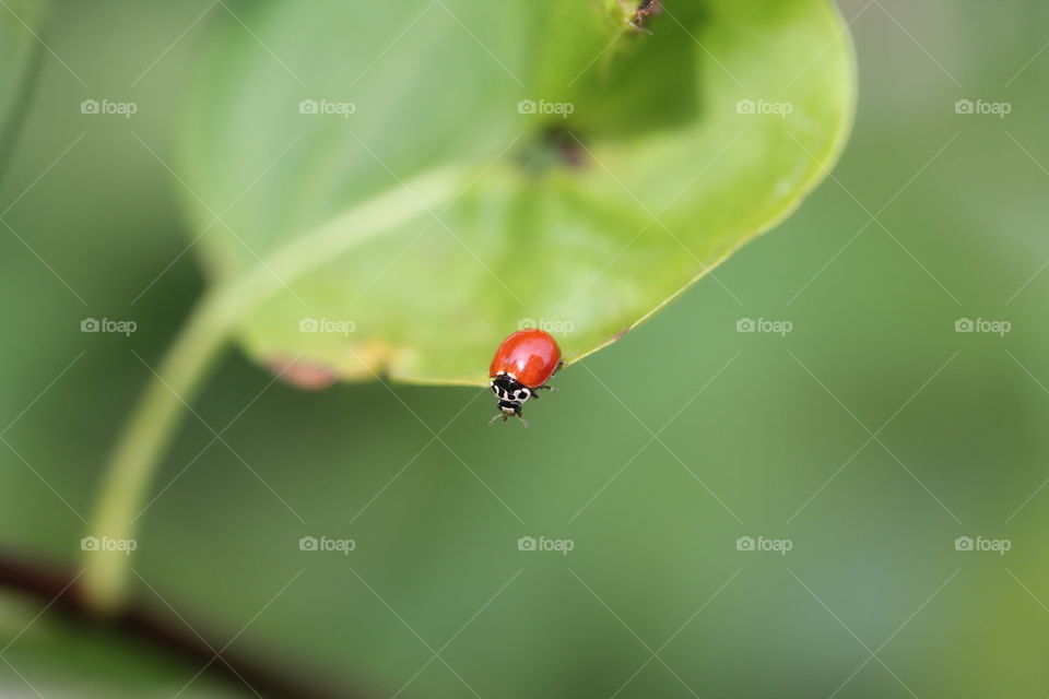 ladybug