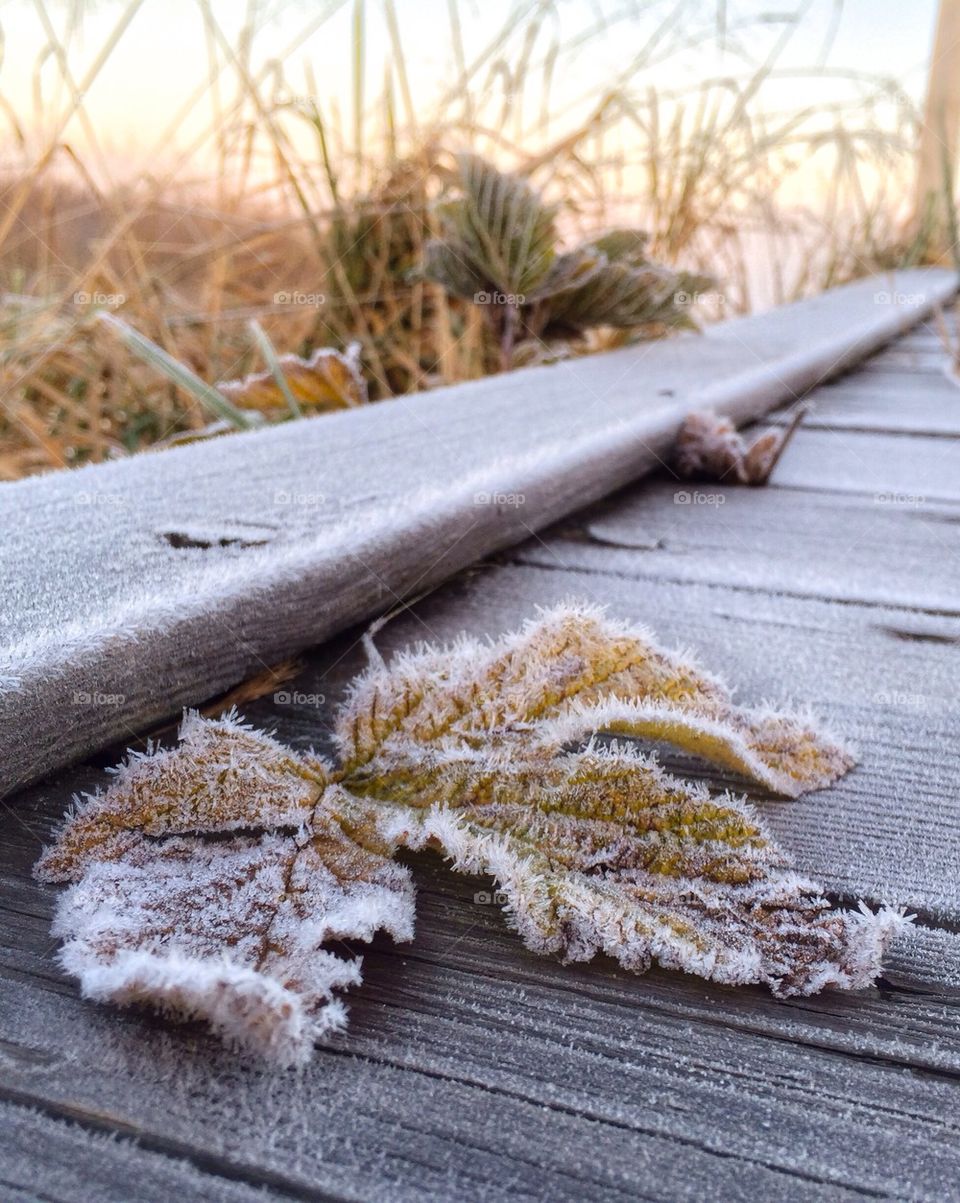 Close-up of leaf in frost