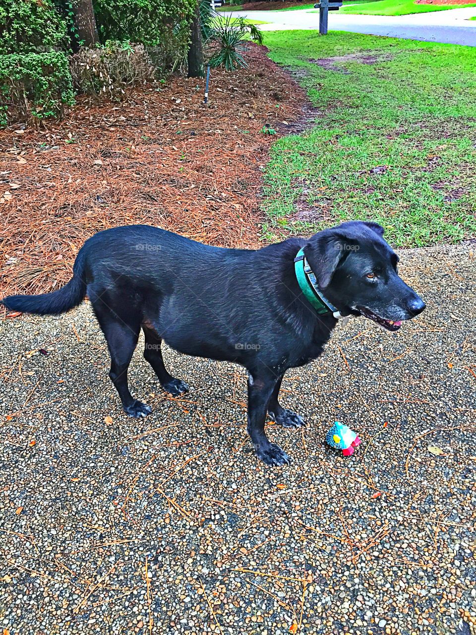 Black Labrador Retriever 