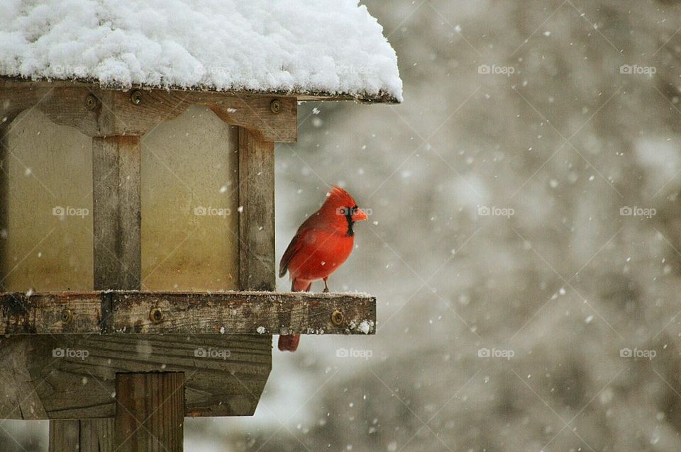 The Hungry Cardinal