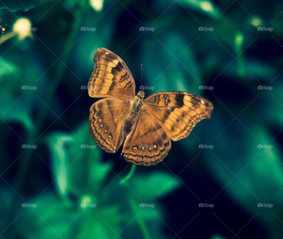 Macro photography - Butterfly - Natural Beauty 