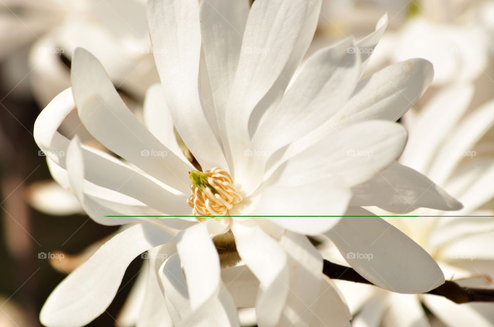 white magnolia flowers