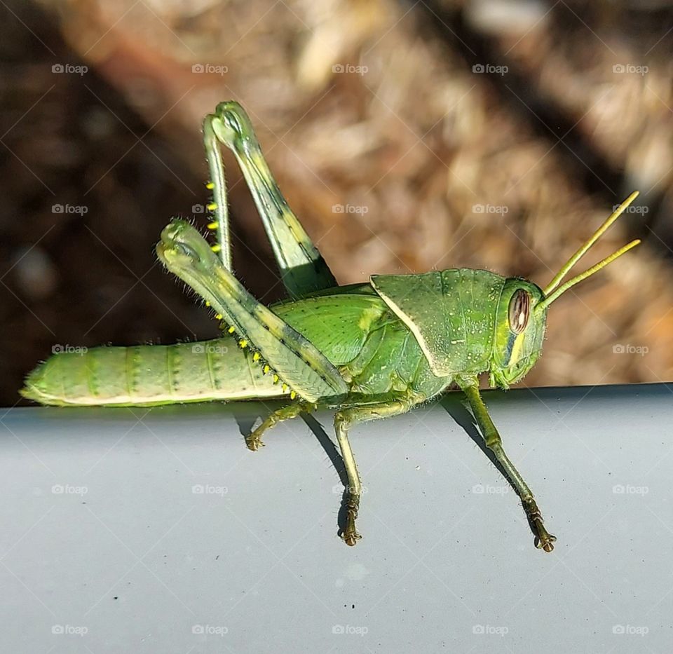green grasshopper on a man-made air conditioner