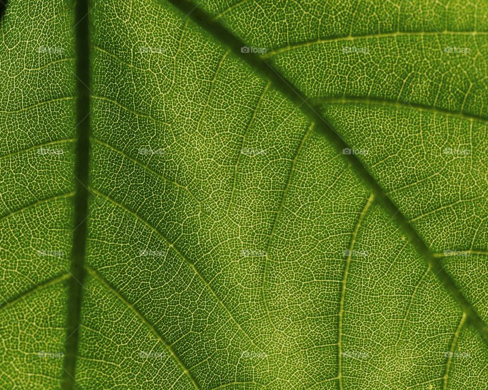 Close up of leaf