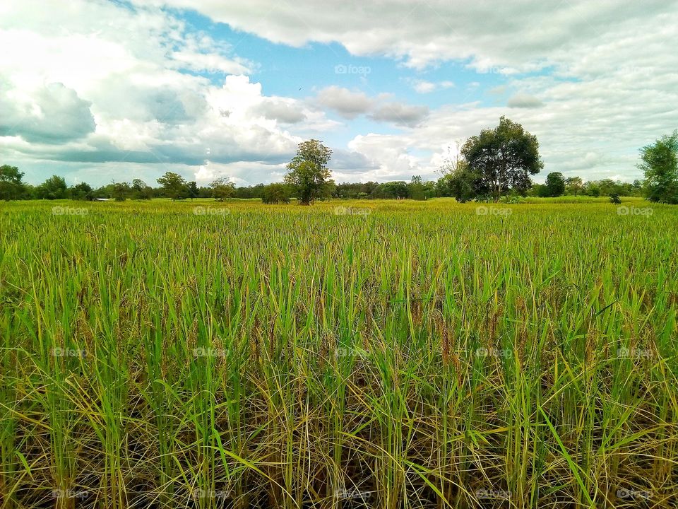 farmland,tree,sky