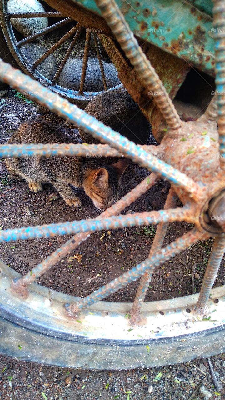 Behind the wheel is a cat eating