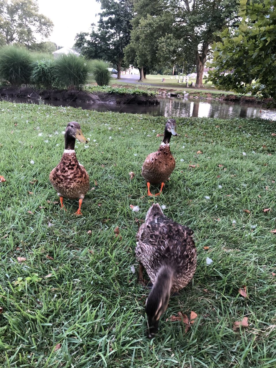 Ducks at the pond 