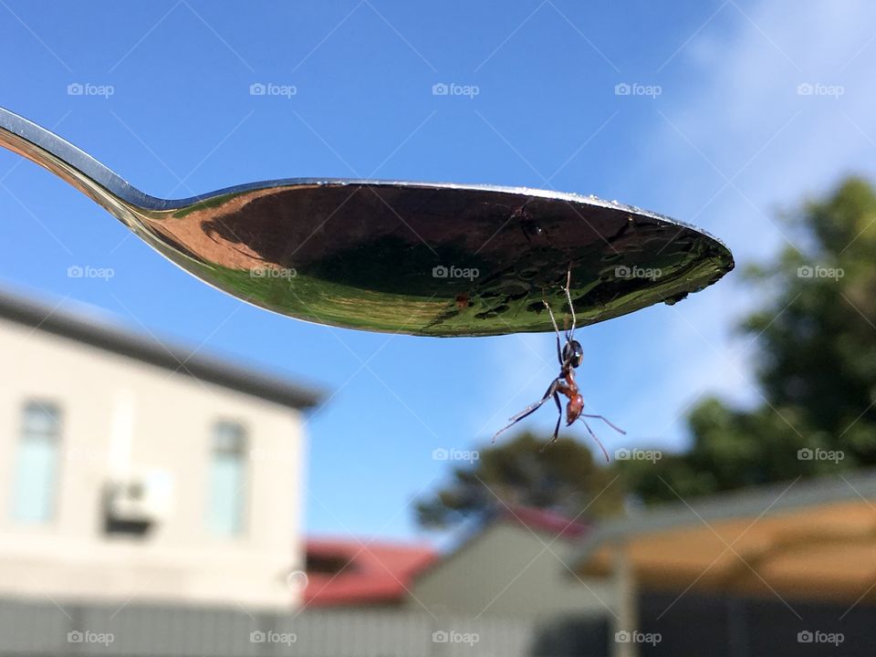 Worker ant  dangling  off silver spoon held high against blue sky
