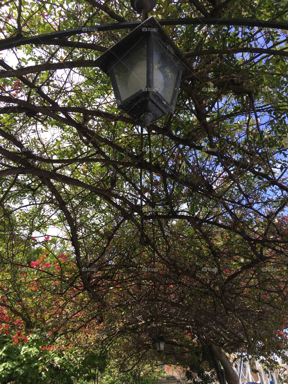 Lantern hanging from vines