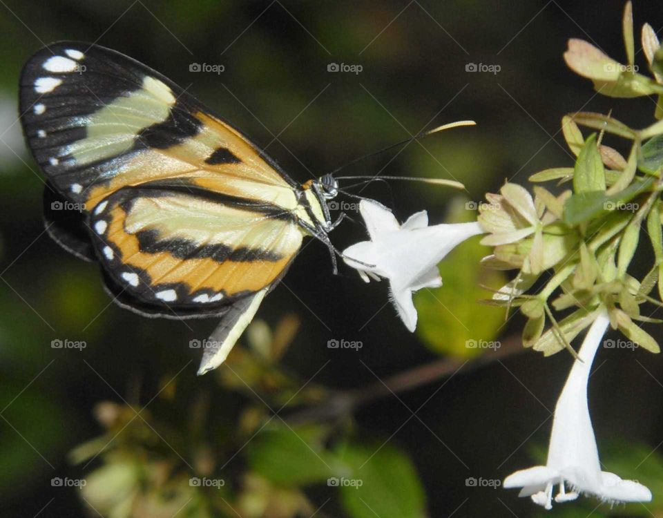 the Special butterfly on the white flower in the garden