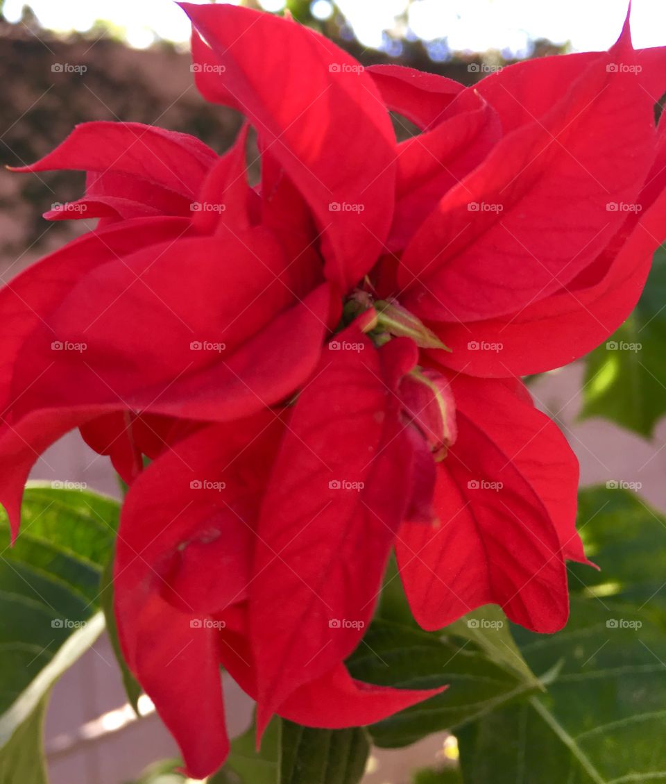 Flores muito bonitas da nossa flora! Essas folhagens vermelhas, típicas da região Centro Oeste, são exemplos de Plantas do Brasil.
These red foliage, typical of the Midwest region, are examples of Brazilian plants.