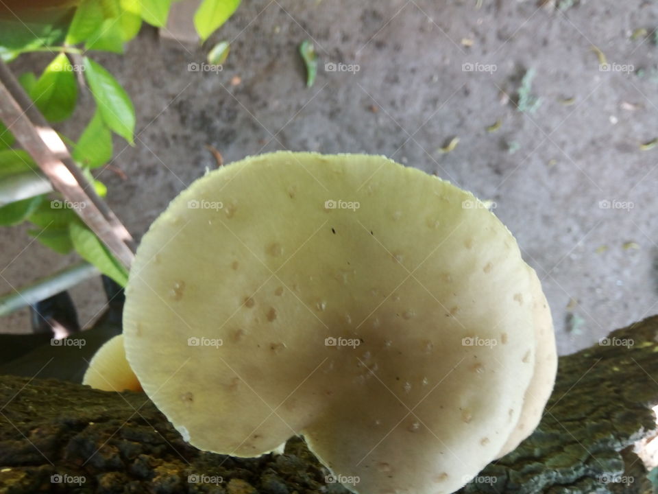 Fungus, No Person, Mushroom, Nature, Wood