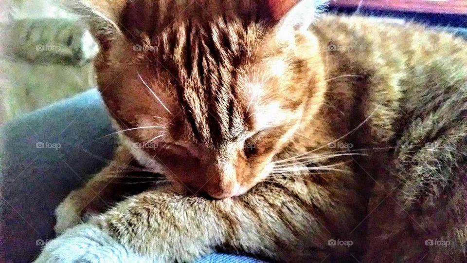 kitty whitey,  fur baby