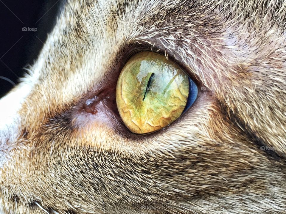 Close-up of a cat eyes