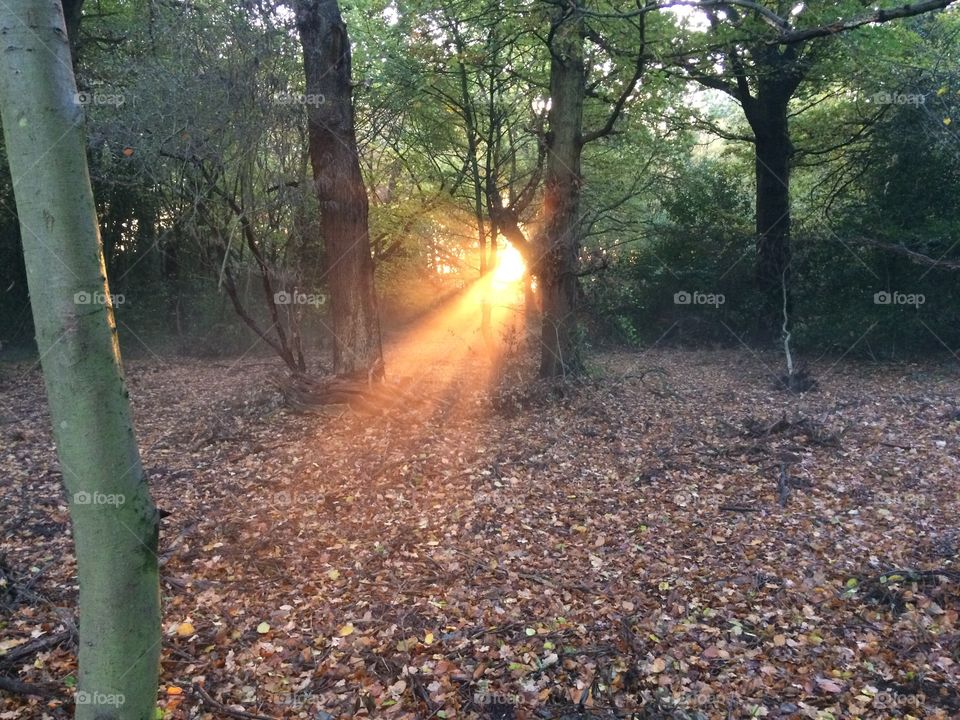 Early morning golden sunlight shining through trees in a wood, carpeted with leaves
