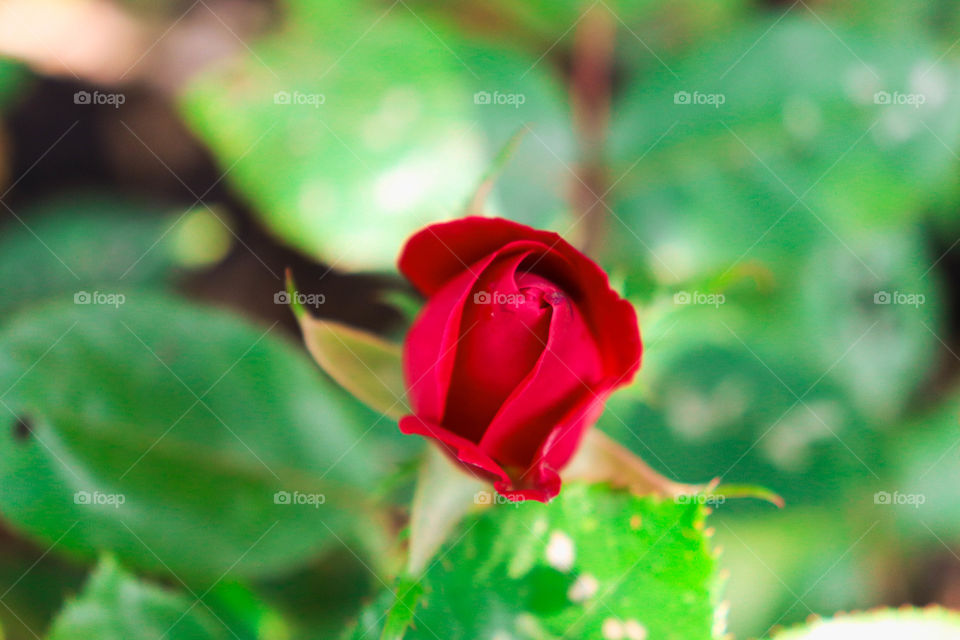 red rose
