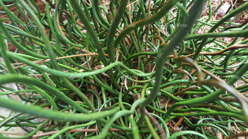 curly hair fern