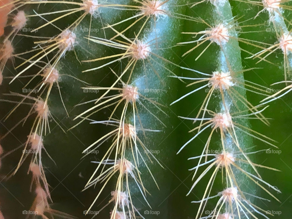 cactus