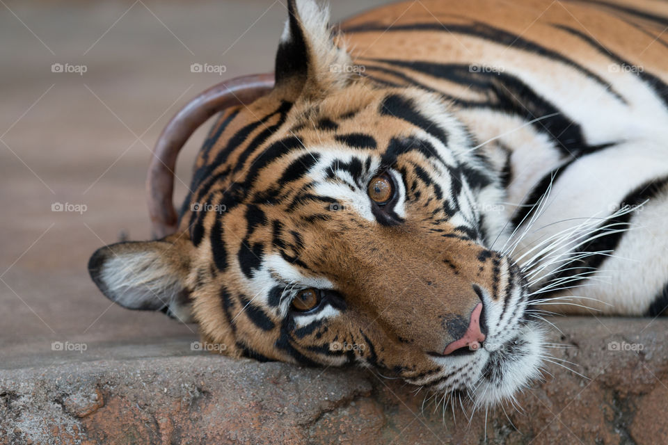 Wildlife, Tiger, Cat, Zoo, Animal