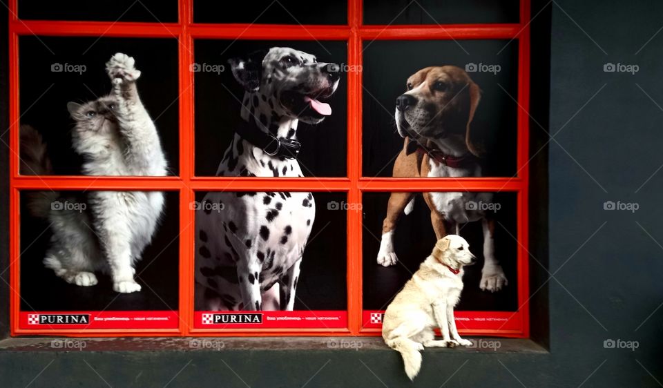 white dog seating near the signboard