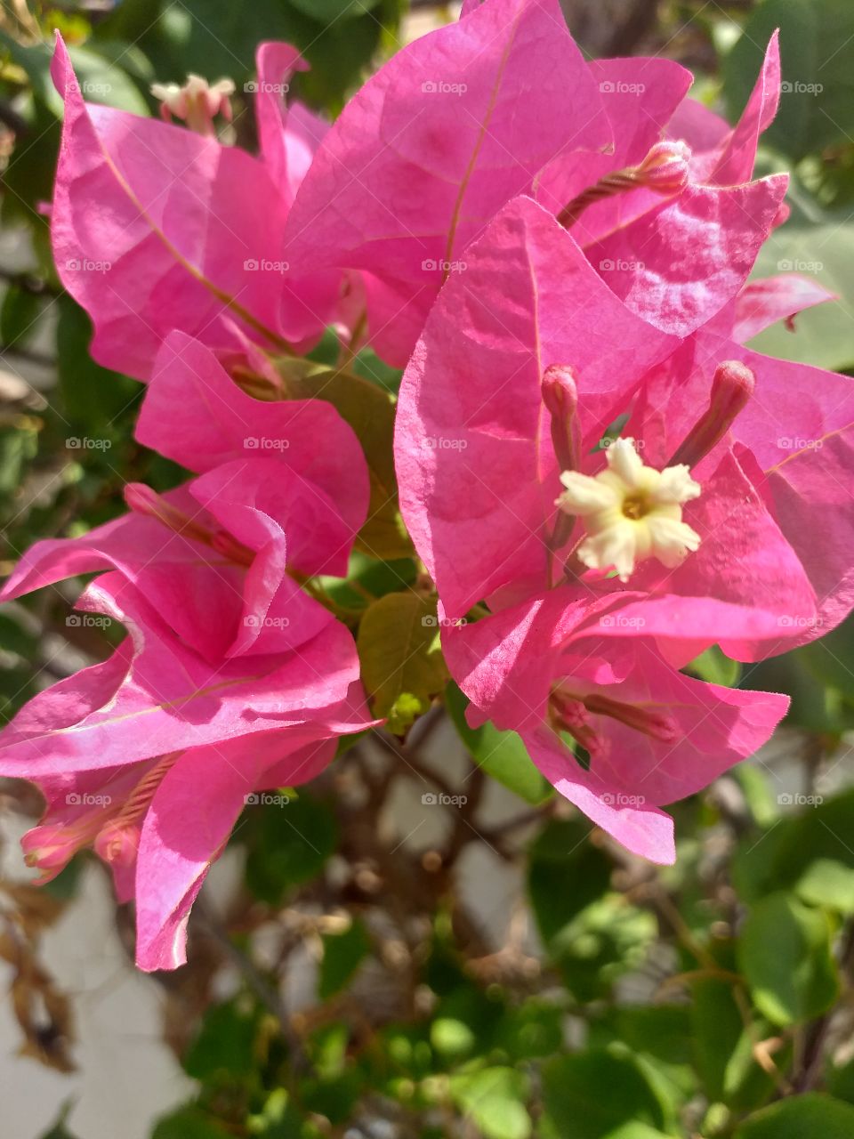 naturel pink flower in the garden