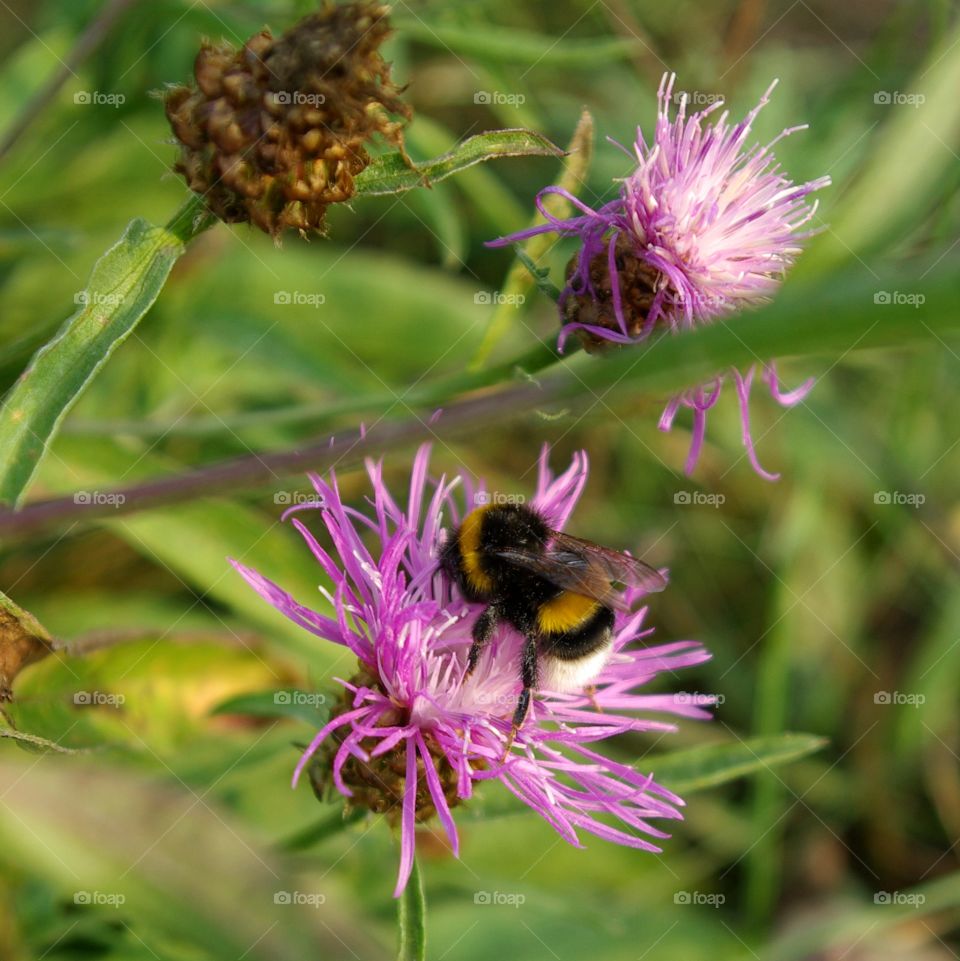 Bumblebee in action