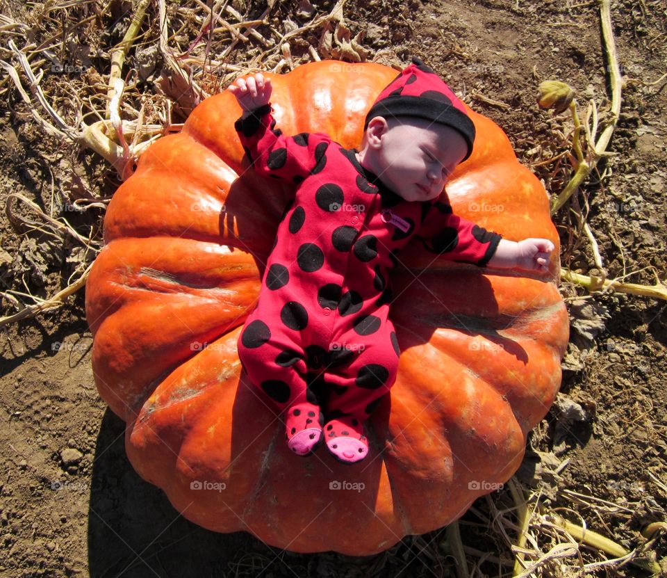 Baby bug. Baby lady bug on huge pumpkin