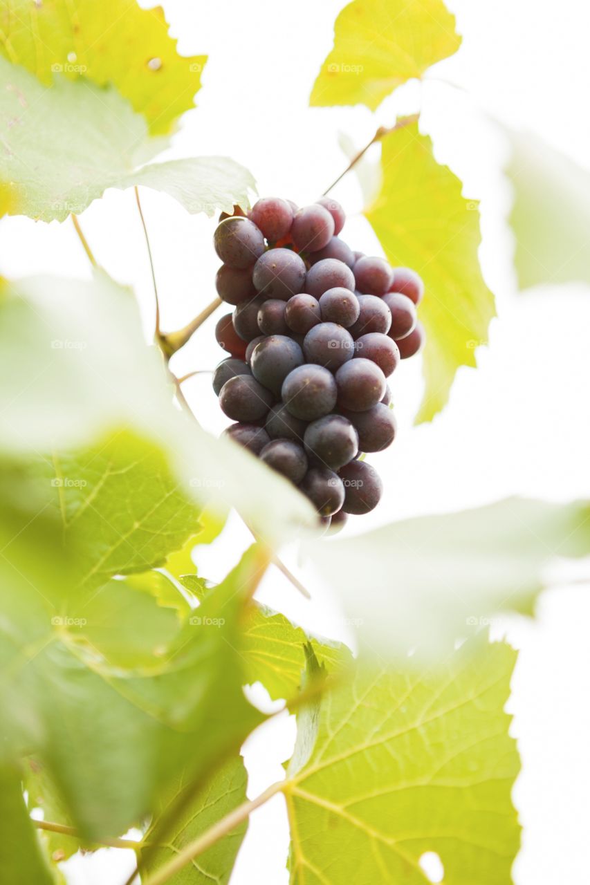 Leaf, Nature, Vine, Flora, Grape