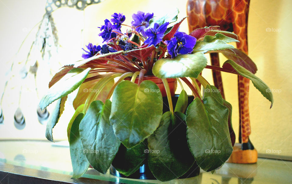 african violets