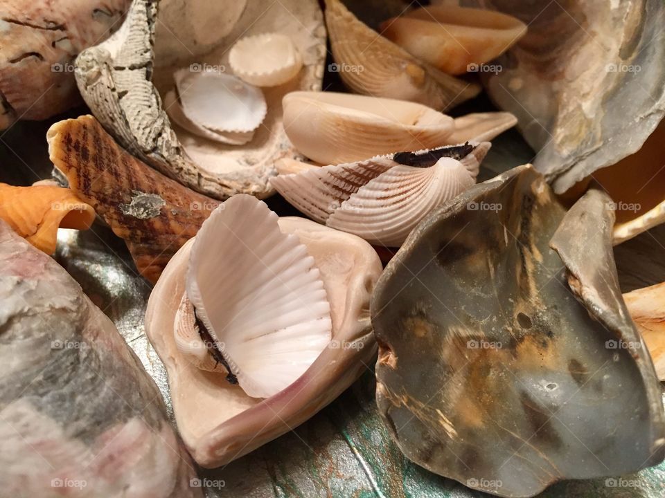 Seashells 