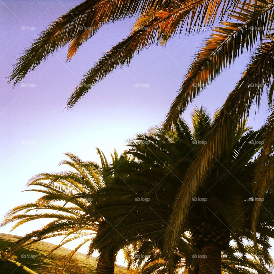 Palm Trees...