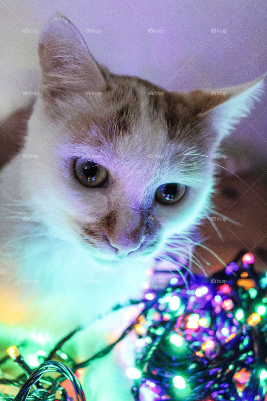 Cat enjoing christmas light