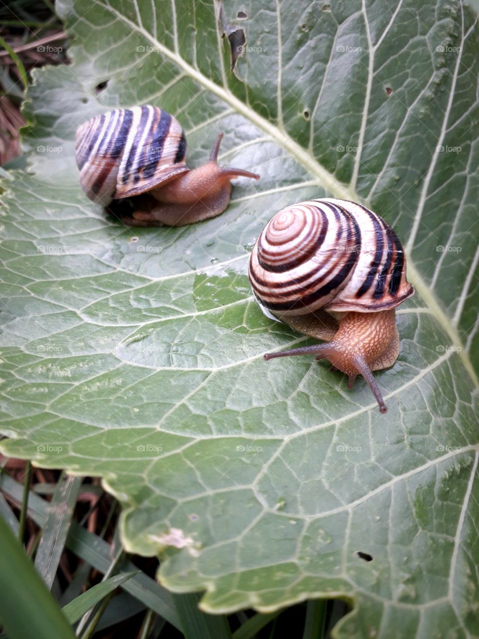 room snails