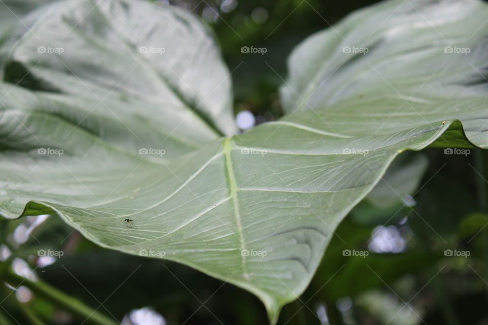 leaf